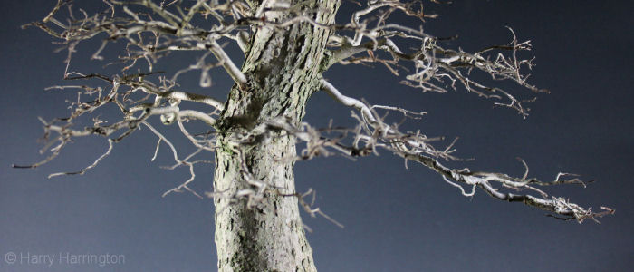 elm bonsai